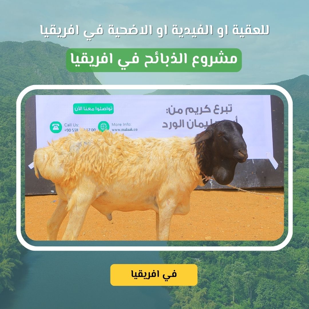 🕋 مشروع الأضاحي والعقائق والفدية في أفريقيا خروف واحد فقط بـ 150 دولار... يطعم عشرات الأسر ويفتح لك أبواب الأجر في قلب القرى الفقيرة بأفريقيا، لا تجد الكثير من العائلات ما يسدّ رمقها، ناهيك عن تذوّق اللحم. ومع قدوم العيد أو مناسبة مولود جديد أو أداء فدية، يمكنك أن تكون سببًا في إدخال الفرح والطعام إلى بيوت حرمت من كليهما. من خلال هذا المشروع، ننفذ أضحيتك أو عقيقتك أو فديتك بشكل شرعي موثق وآمن، ونوزع اللحوم على الأسر الأكثر حاجة، لتصل البركة إليهم وتصل الأجور إليك. 🕋 مشروع الأضاحي والعقائق والفدية في أفريقيا خروف واحد فقط بـ 150 دولار... يطعم عشرات الأسر ويفتح لك أبواب الأجر في قلب القرى الفقيرة بأفريقيا، لا تجد الكثير من العائلات ما يسدّ رمقها، ناهيك عن تذوّق اللحم. ومع قدوم العيد أو مناسبة مولود جديد أو أداء فدية، يمكنك أن تكون سببًا في إدخال الفرح والطعام إلى بيوت حرمت من كليهما. من خلال هذا المشروع، ننفذ أضحيتك أو عقيقتك أو فديتك بشكل شرعي موثق وآمن، ونوزع اللحوم على الأسر الأكثر حاجة، لتصل البركة إليهم وتصل الأجور إليك.