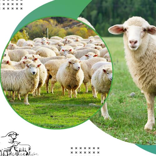 مشروع اضحيتك بأفريقيا