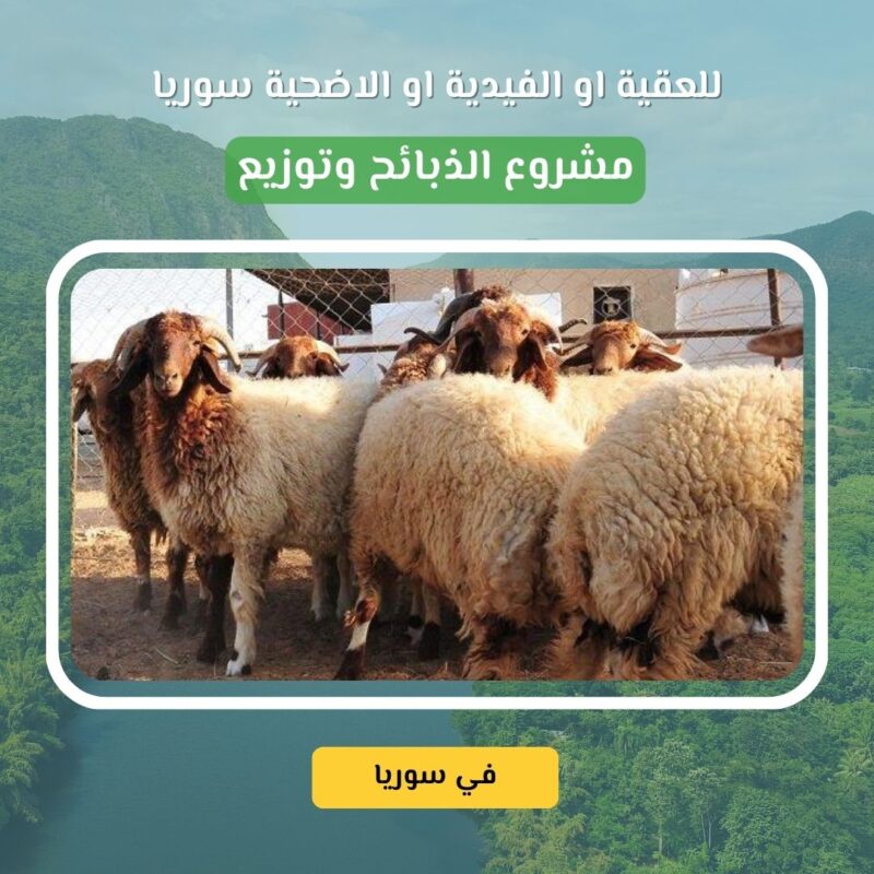 مشروع الأضاحي والعقائق والفدية في سوريا خروف واحد فقط بـ 250 دولار... يُطعم 10 عوائل ويزرع الفرحة في القلوب في ظل الأوضاع الصعبة التي يعيشها أهلنا في سوريا، تزداد الحاجة لكل يد عطاء تُمسك بهم وسط الألم والنزوح وانعدام الأمن الغذائي. في العيد، أو عند قدوم مولود جديد، أو أداء فدية، يمكن أن يكون نسكك مصدرًا لفرح عائلة، وسدّ جوع أطفال لم يذوقوا اللحم منذ شهور.